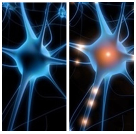 Model of neurons before and after adding ketones